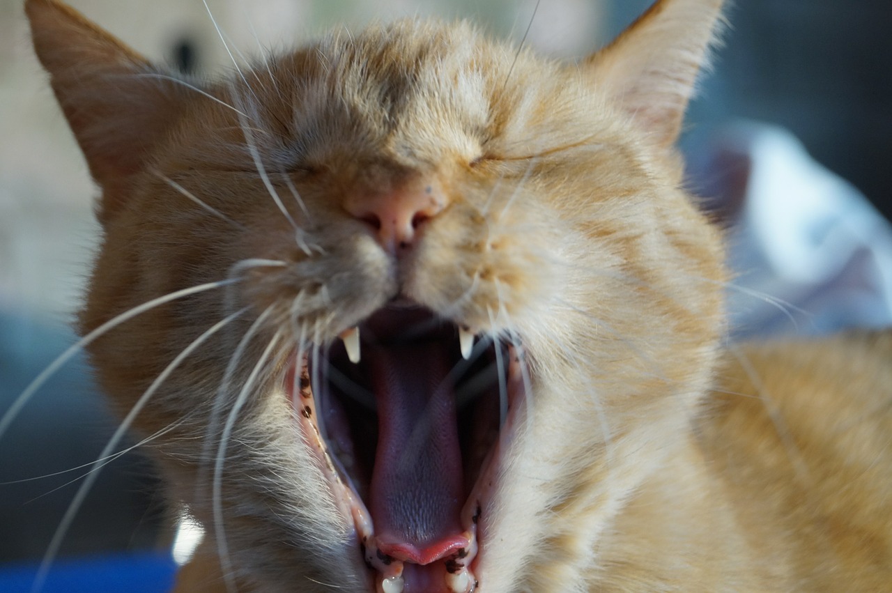 cat teeth pet free photo