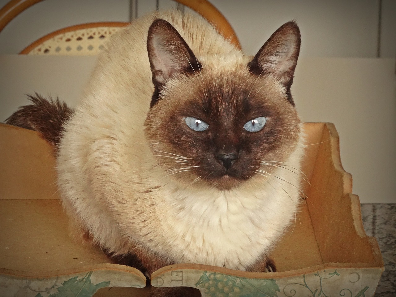 cat siamese bill free photo