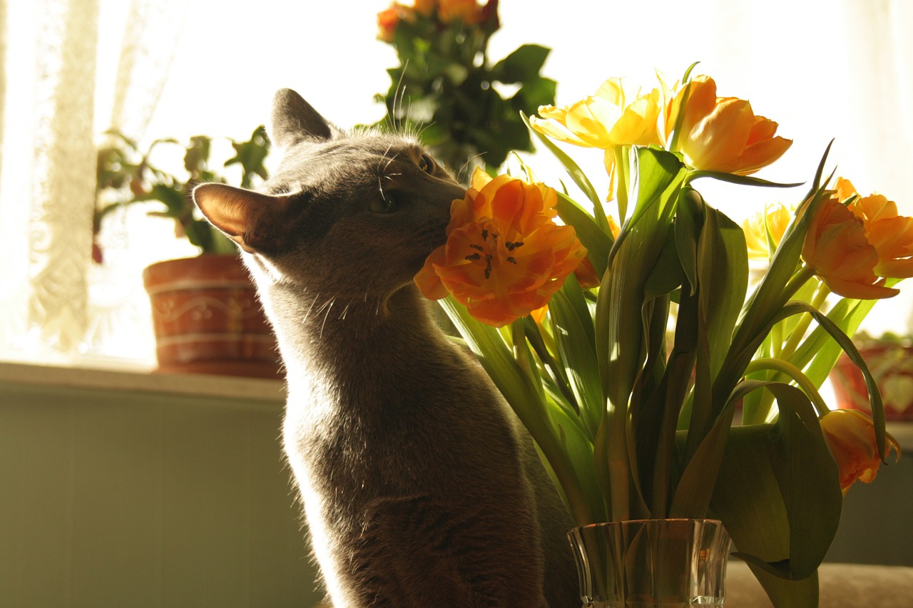 cat flowers tulips free photo