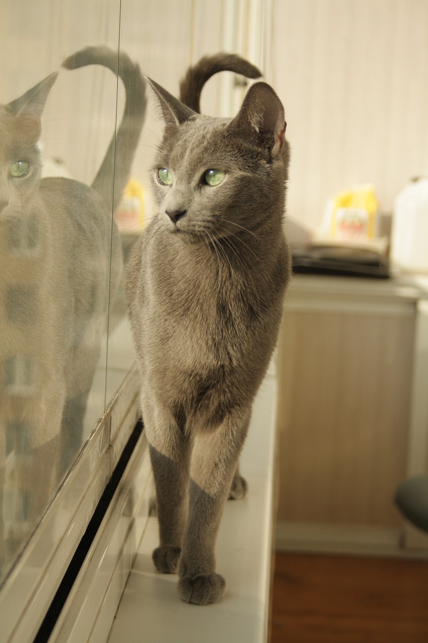 cat reflection grey free photo