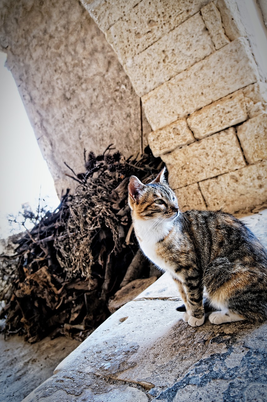 cat crete monastery free photo