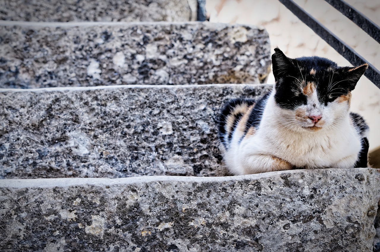 cat animal stairs free photo