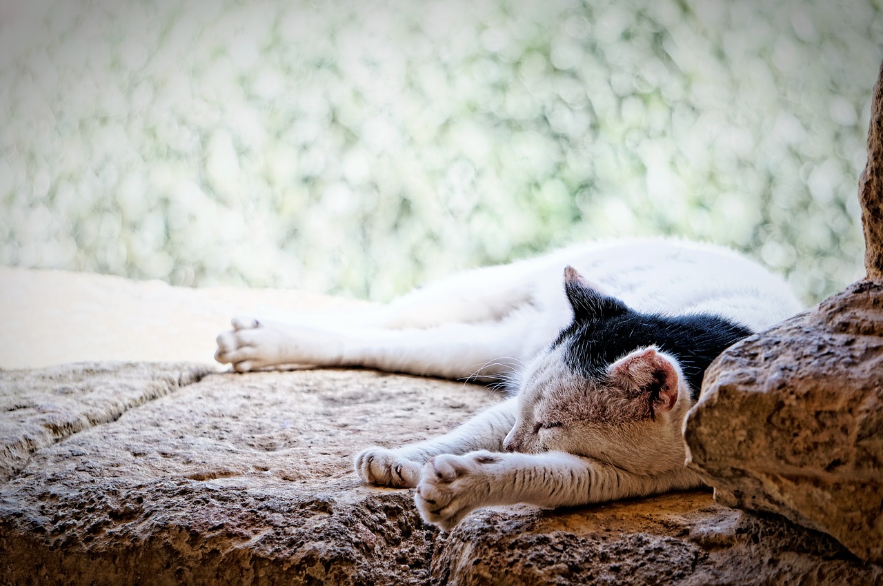 cat crete monastery free photo