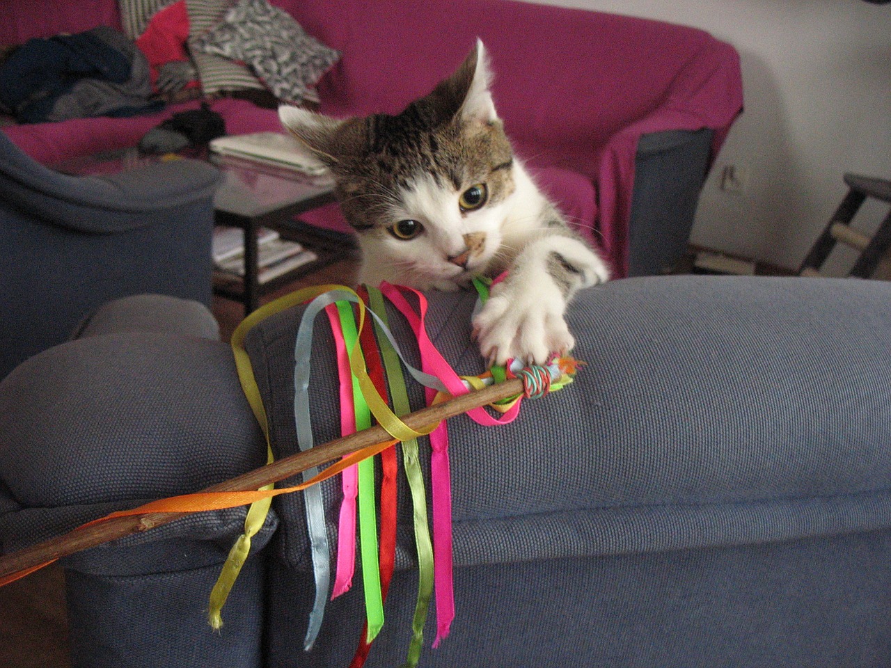 cat fun the ribbon free photo