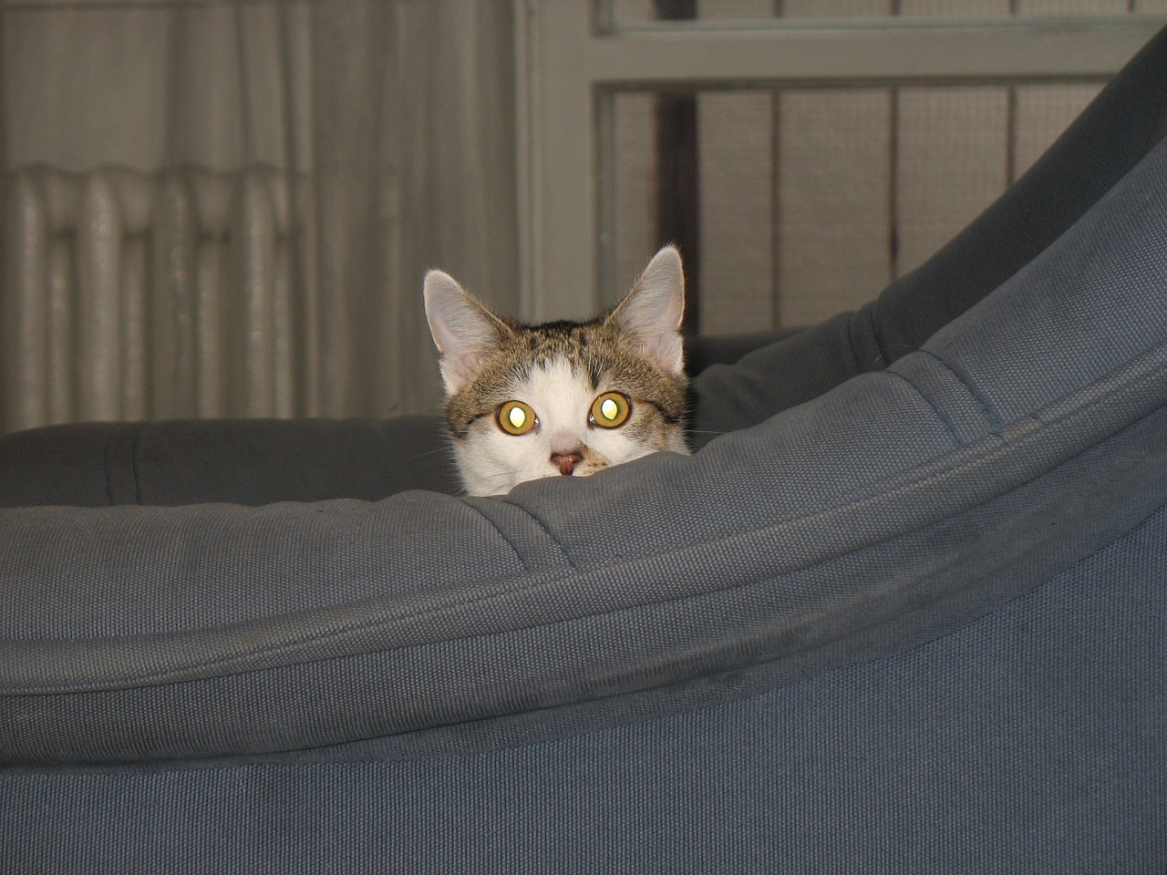 cat armchair cache free photo
