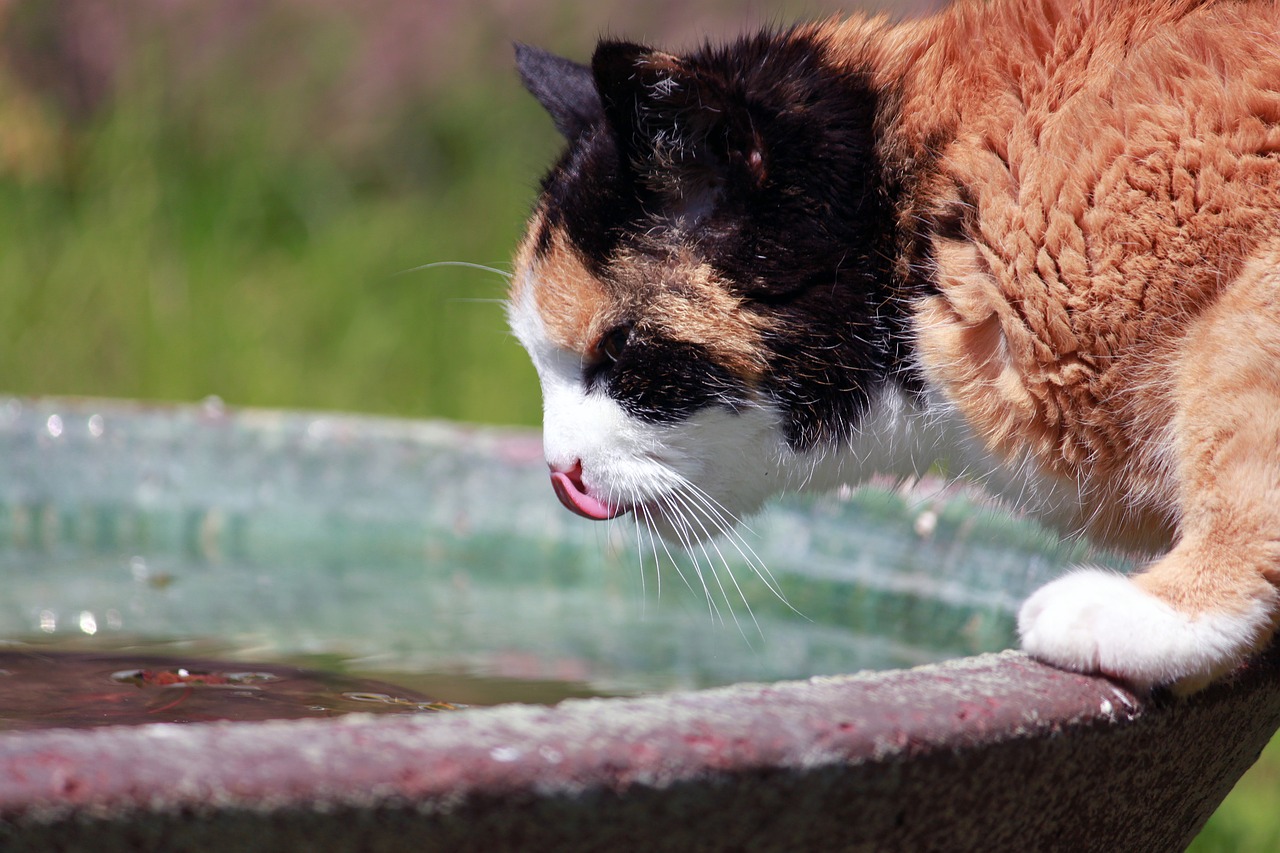 cat thirst drink free photo