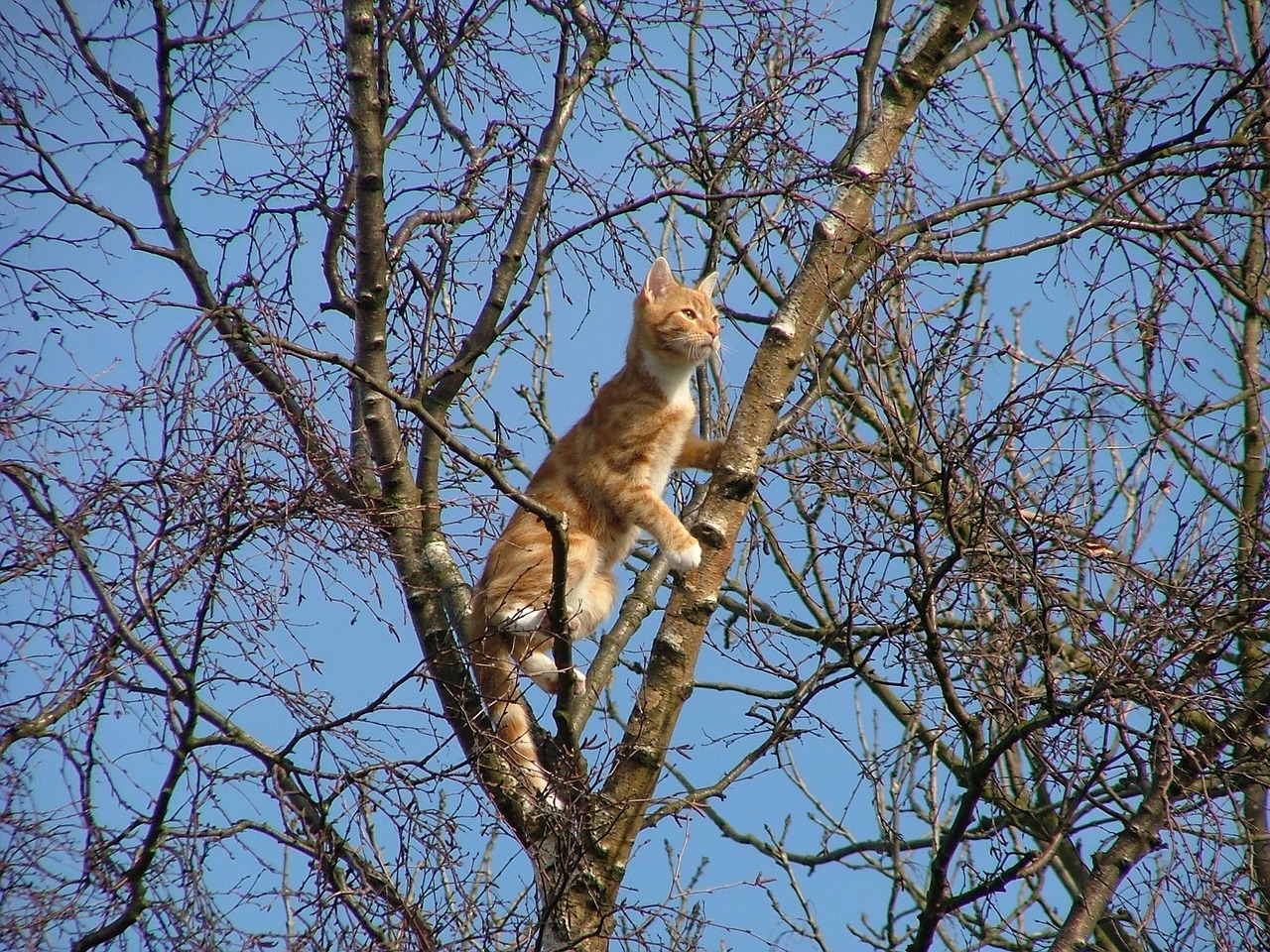 cat stuck tree free photo