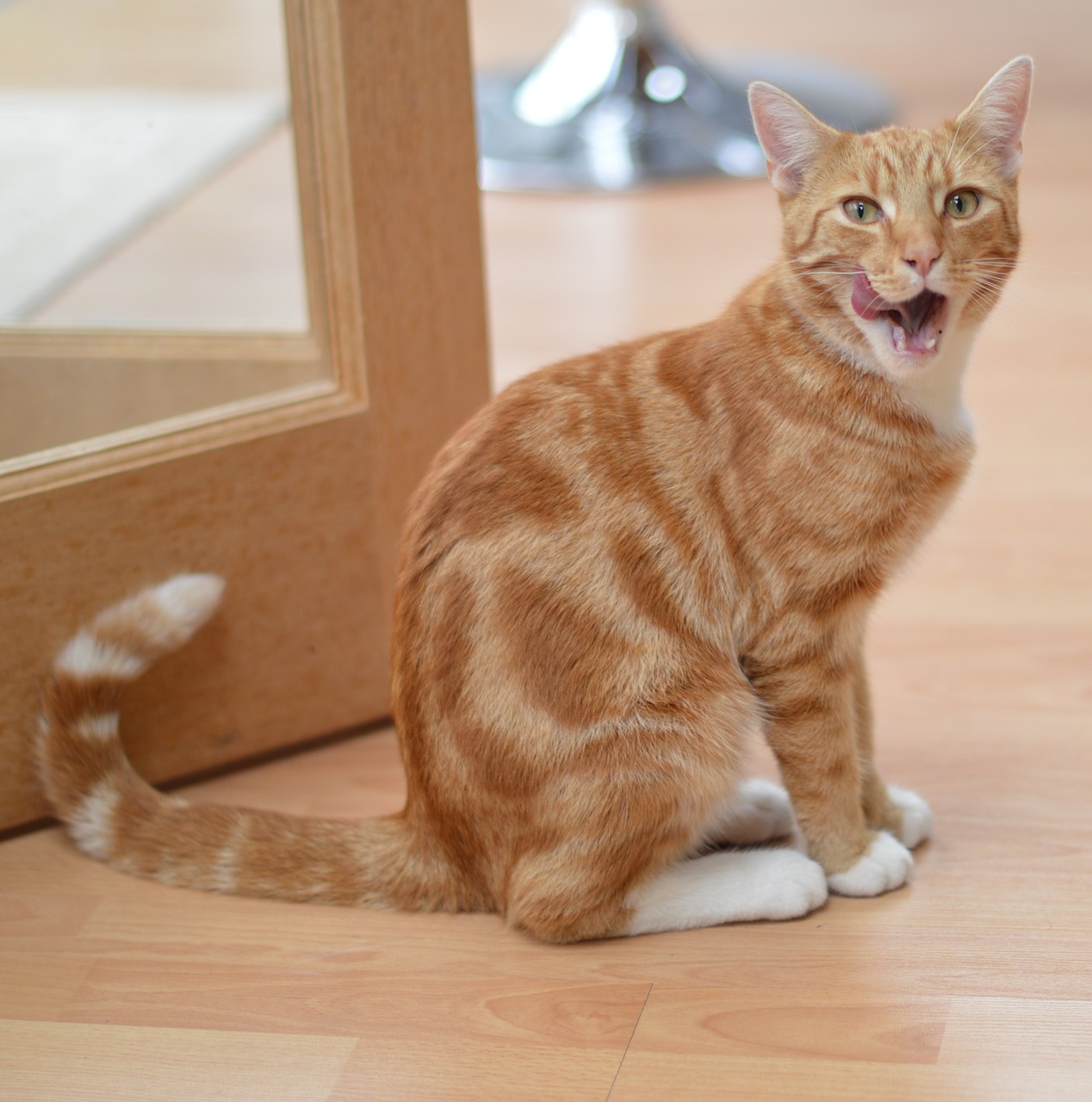 cat tabby kitchen free photo