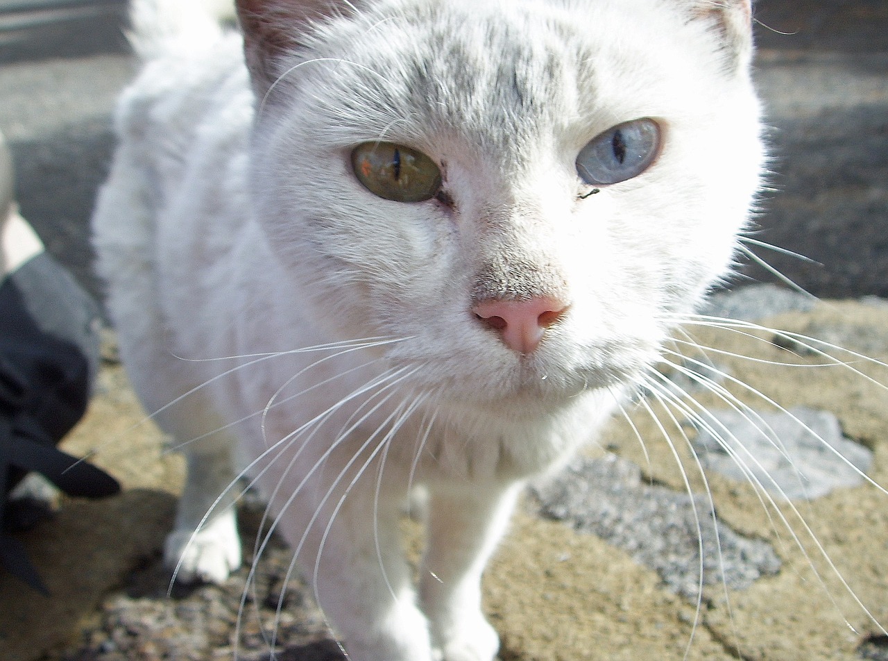 cat two colored eyes close free photo