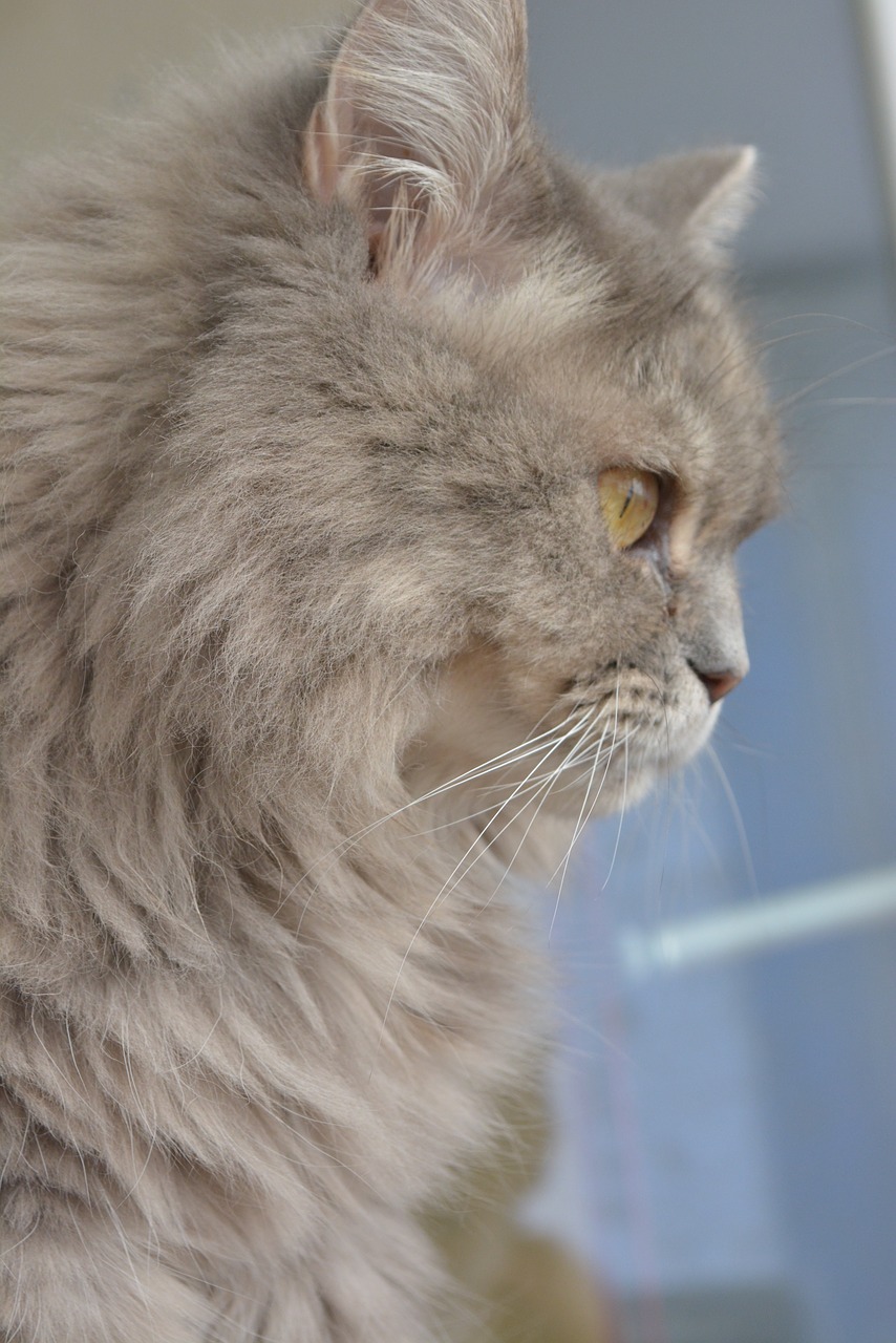 cat grey domestic cat free photo