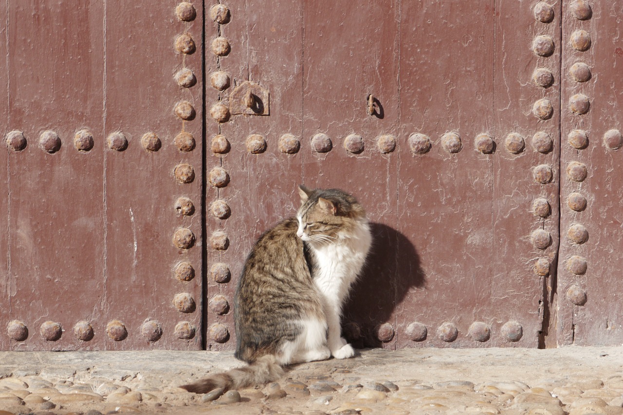 cat old door marocco free photo