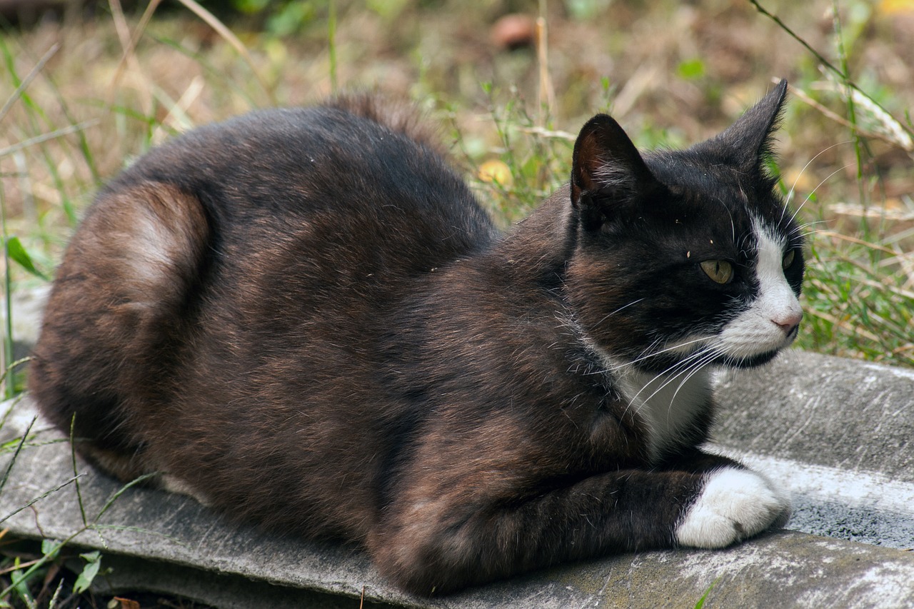 cat wildcat resting place free photo