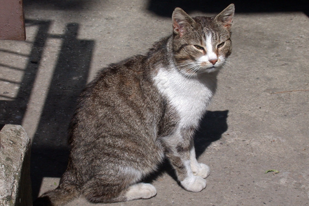 cat resting place animal portrait free photo