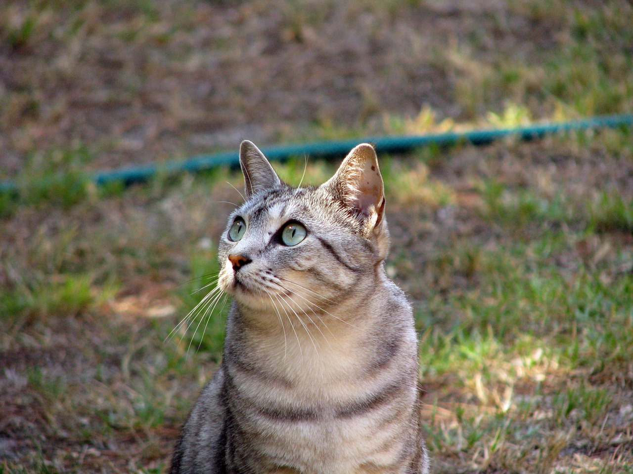 cat tabby feline free photo