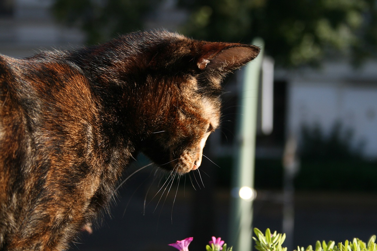 cat sun domestic cat free photo