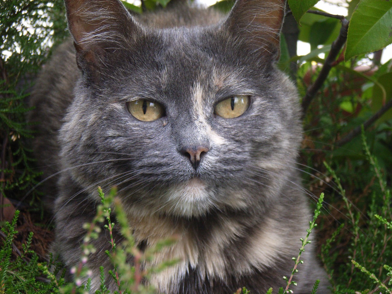 cat face portrait free photo