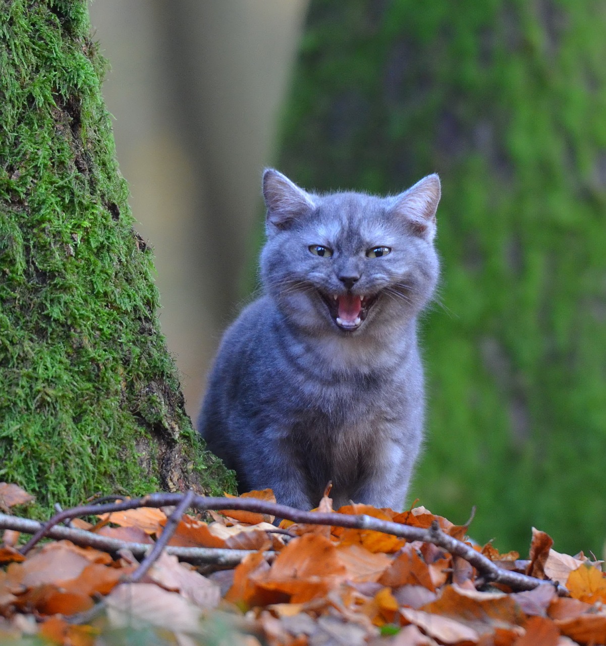 cat young cat tree free photo