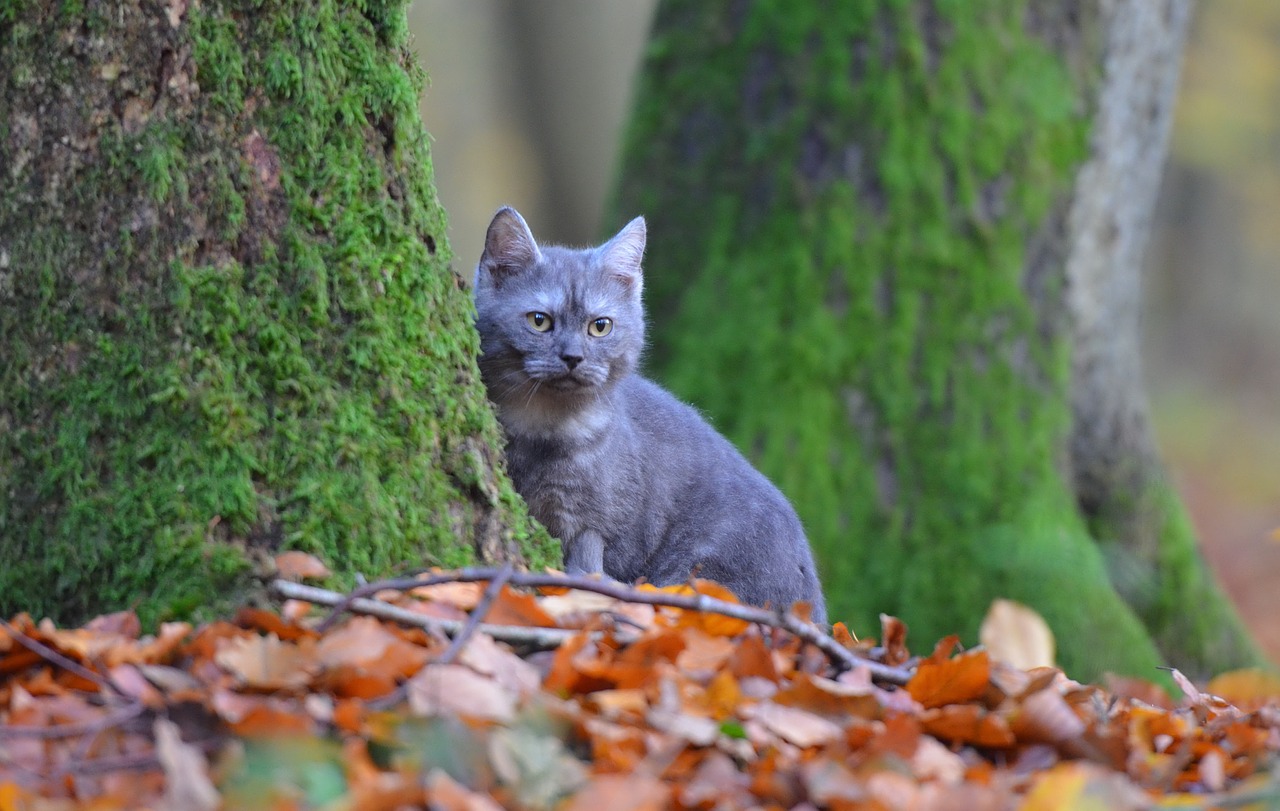 cat breed cat blue free photo