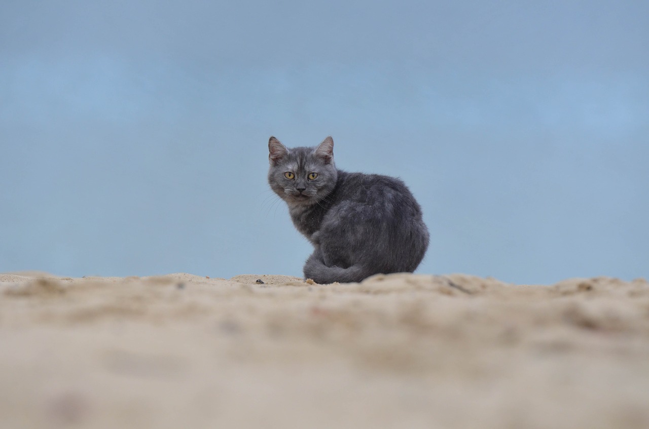 cat beach young cat free photo