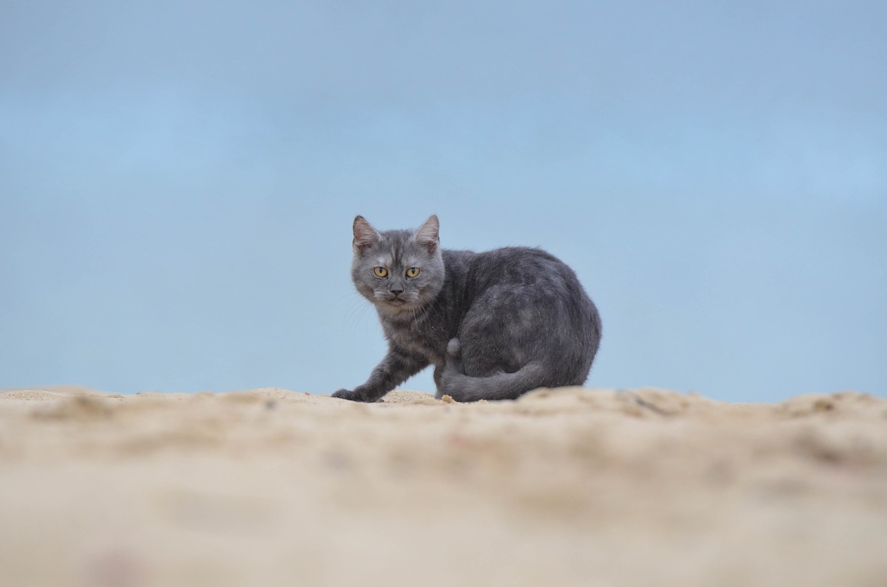 cat beach young cat free photo