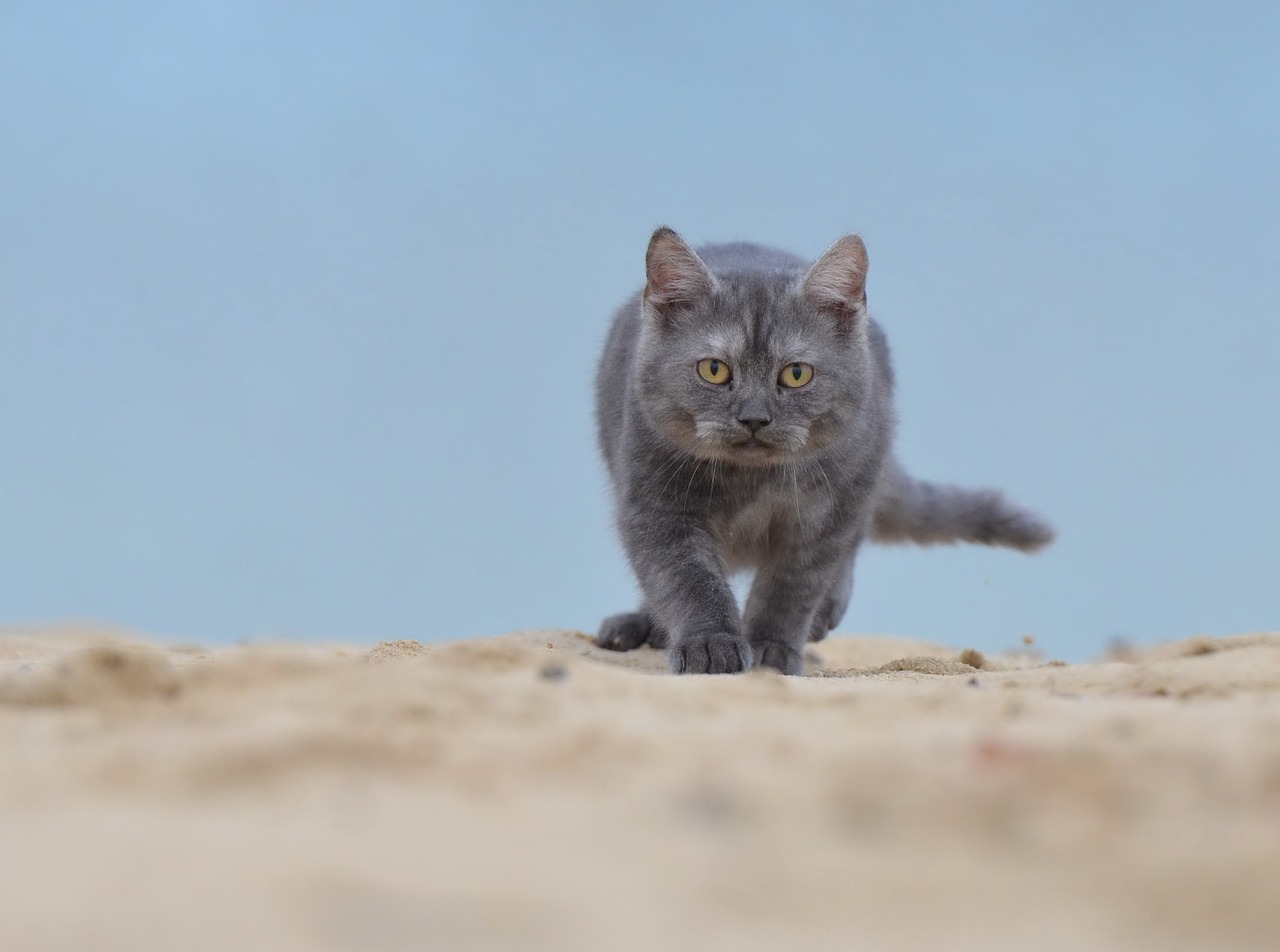 cat beach young cat free photo