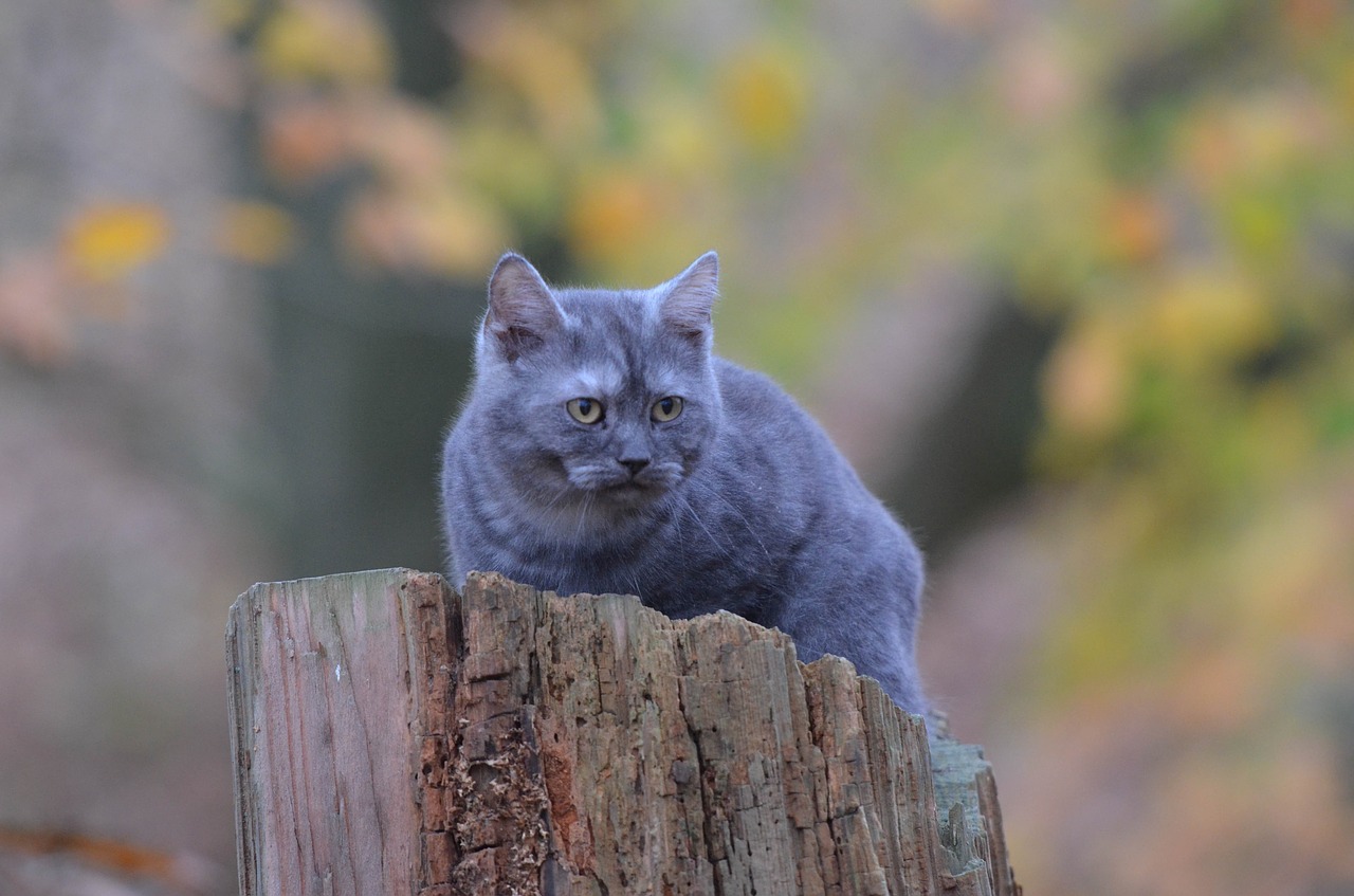 cat tree young cat free photo