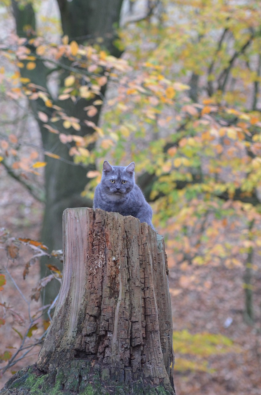 cat tree young cat free photo