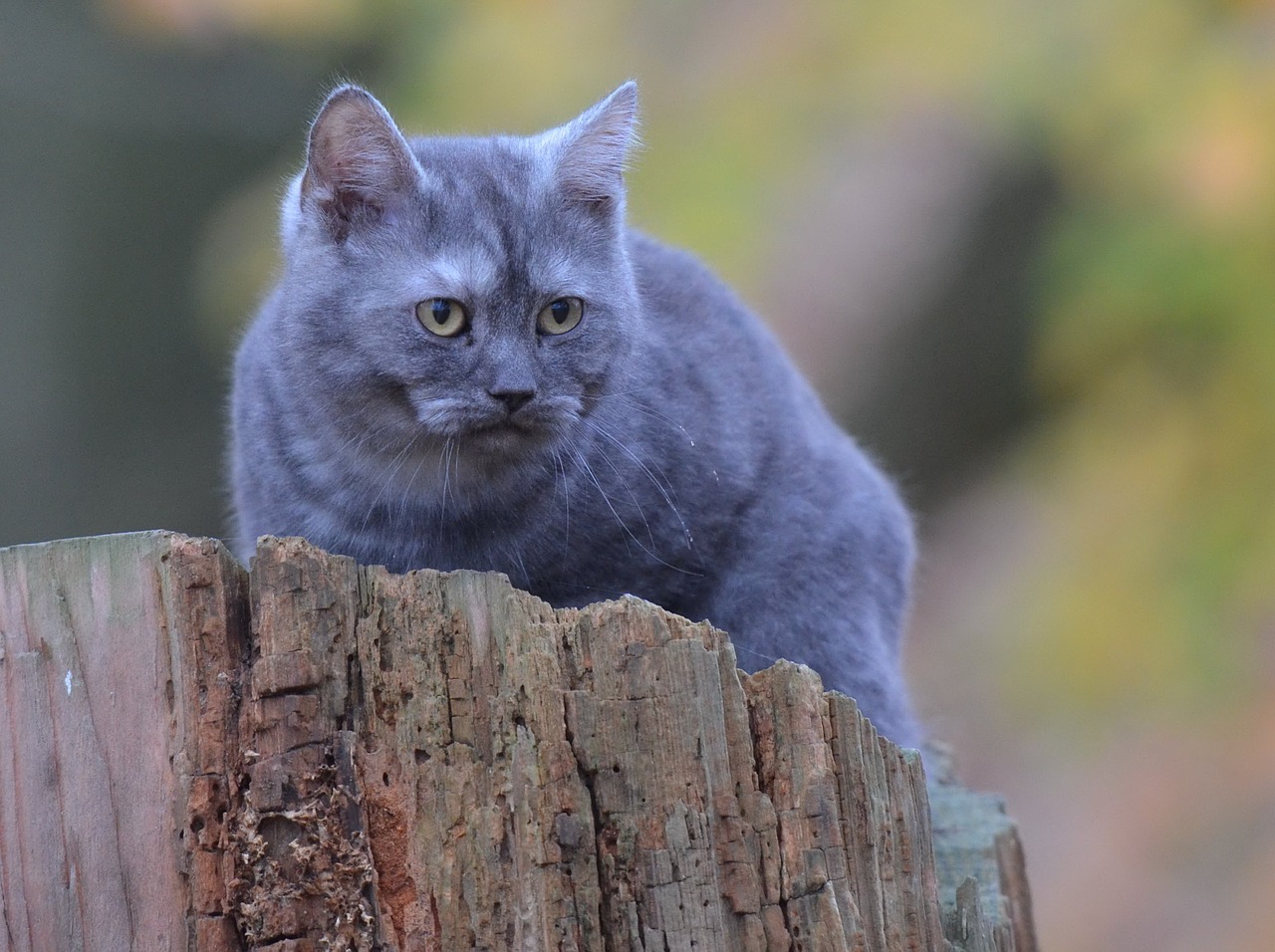 cat tree young cat free photo