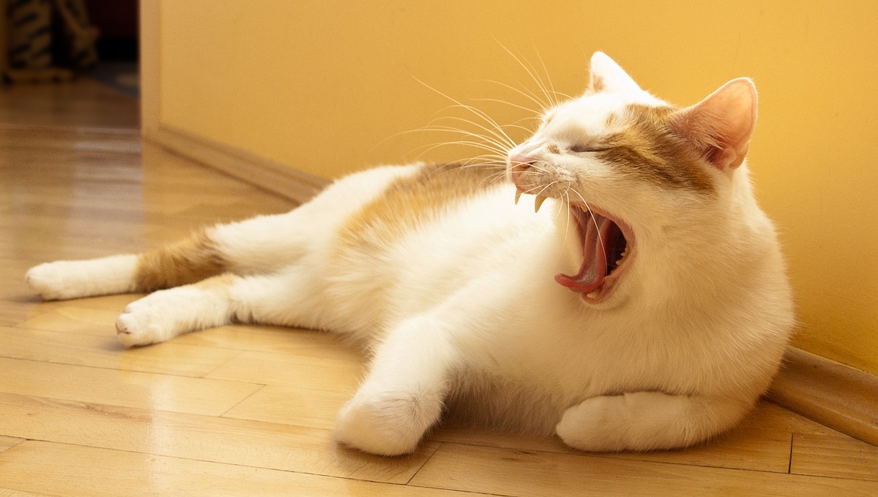 cat white yawns free photo