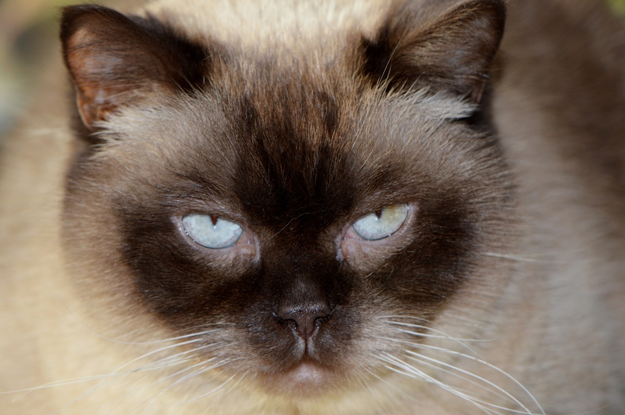 cat mieze british shorthair free photo