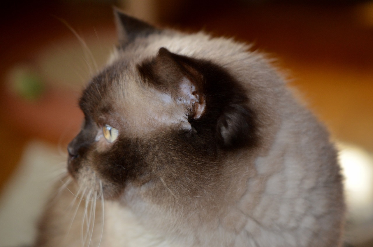 cat mieze british shorthair free photo