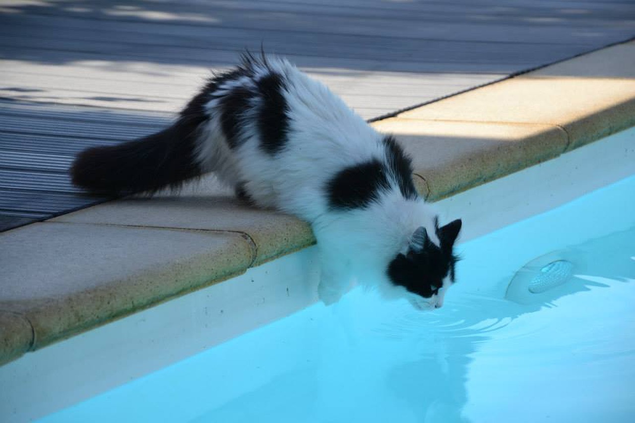 cat swimming pool heat free photo