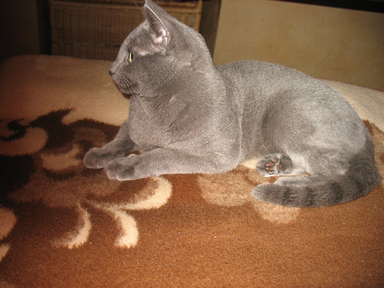 cat russian blue free photo