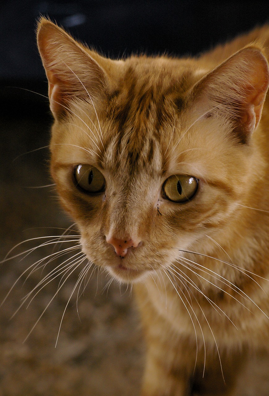 cat ginger eyes free photo