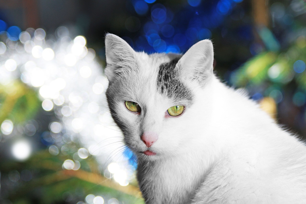 cat christmas white free photo