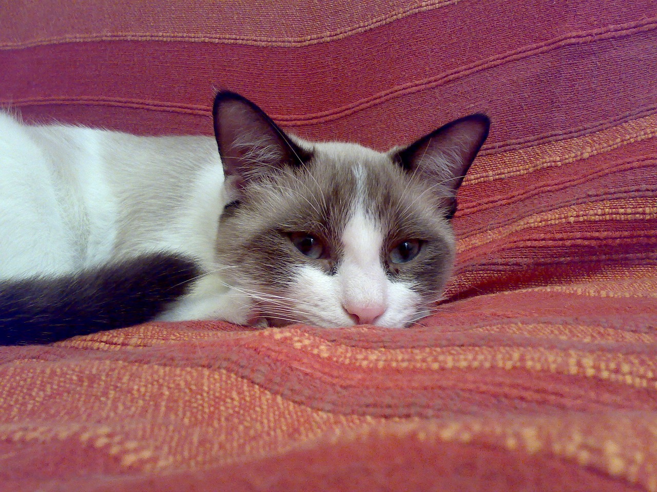 cat sofa red free photo
