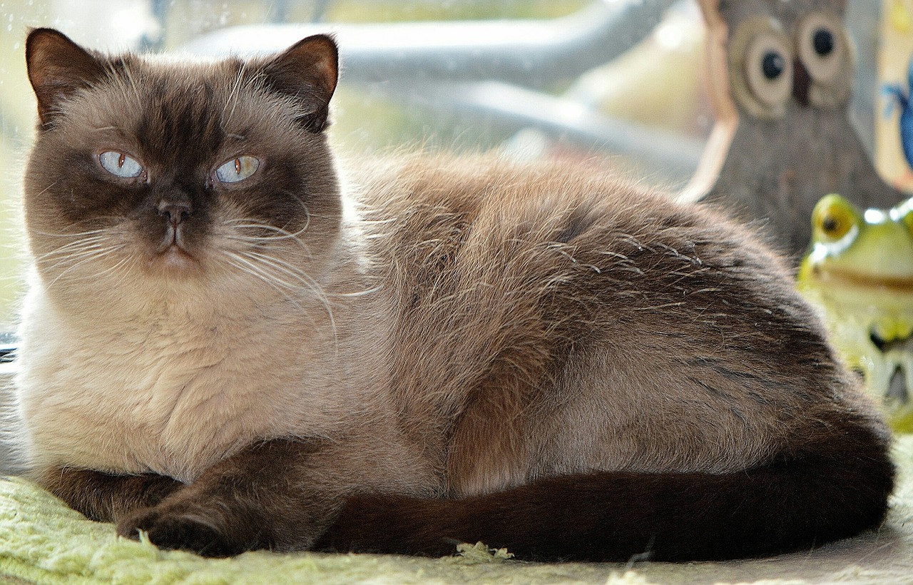 cat mieze british shorthair free photo