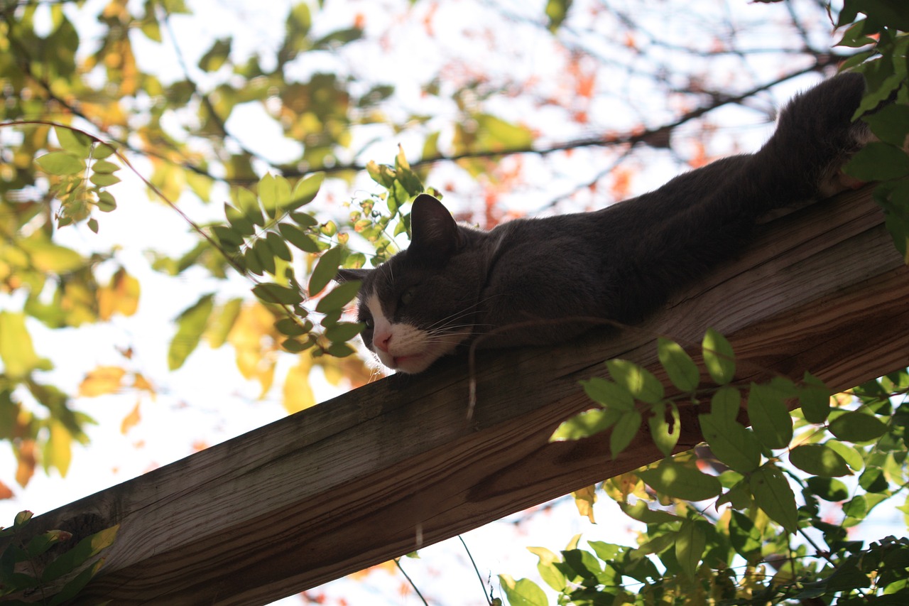 cat arboreal adorable free photo