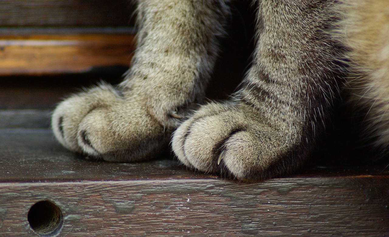 cat legs claws free photo