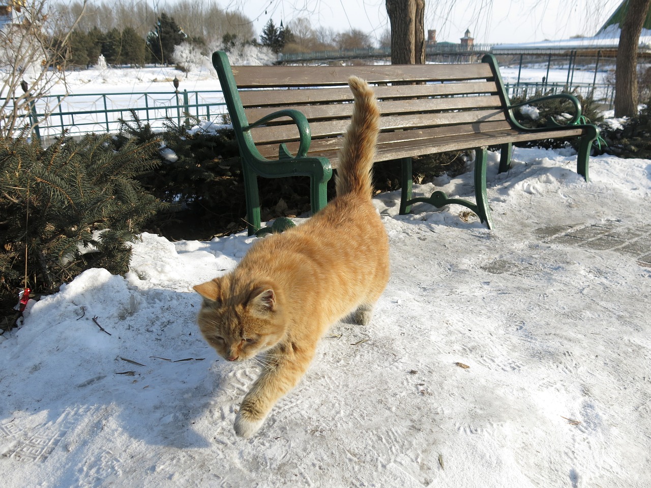 cat snow chair free photo