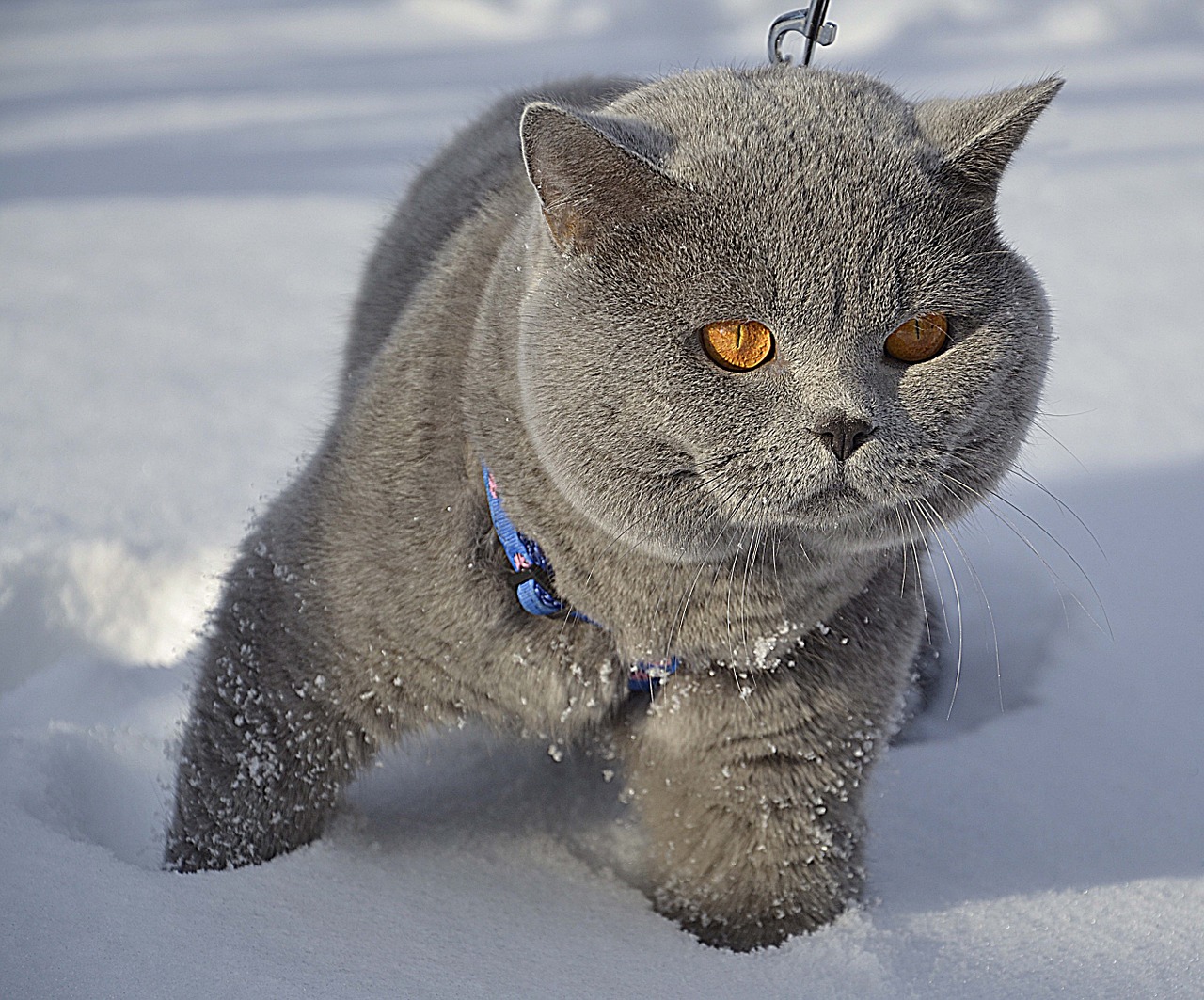 cat british snow free photo