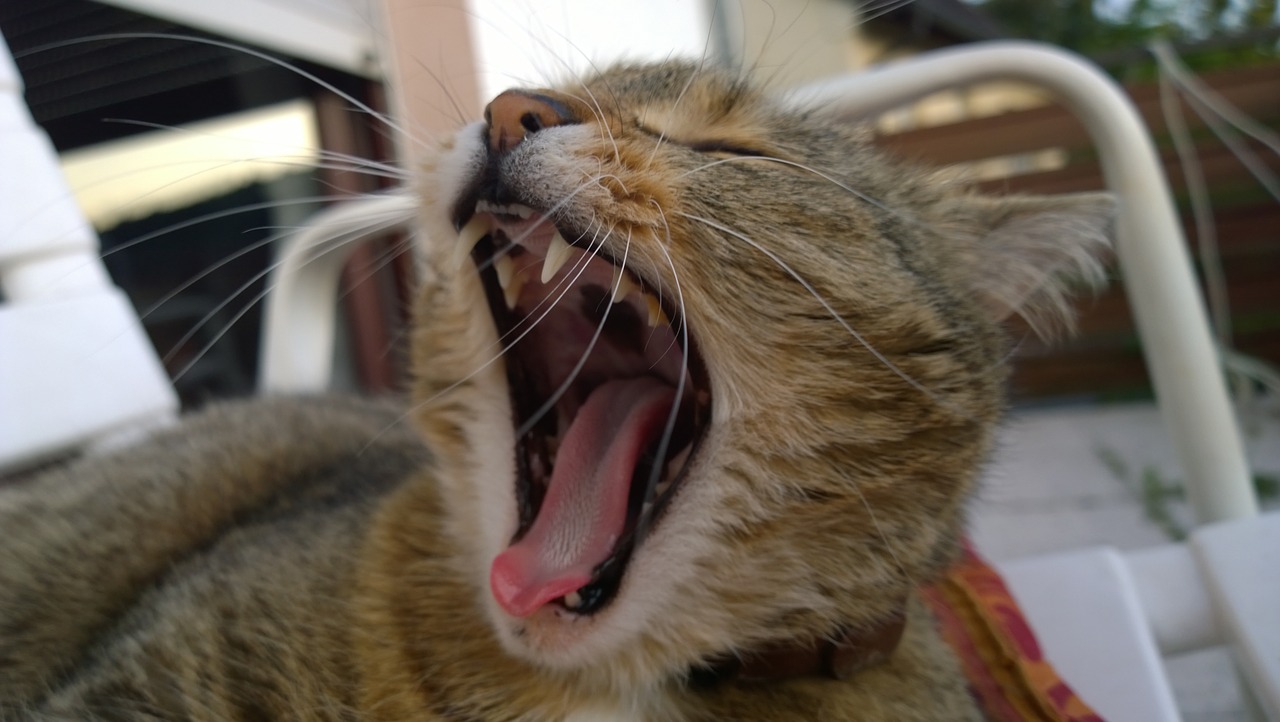 cat yawn cat yawns free photo