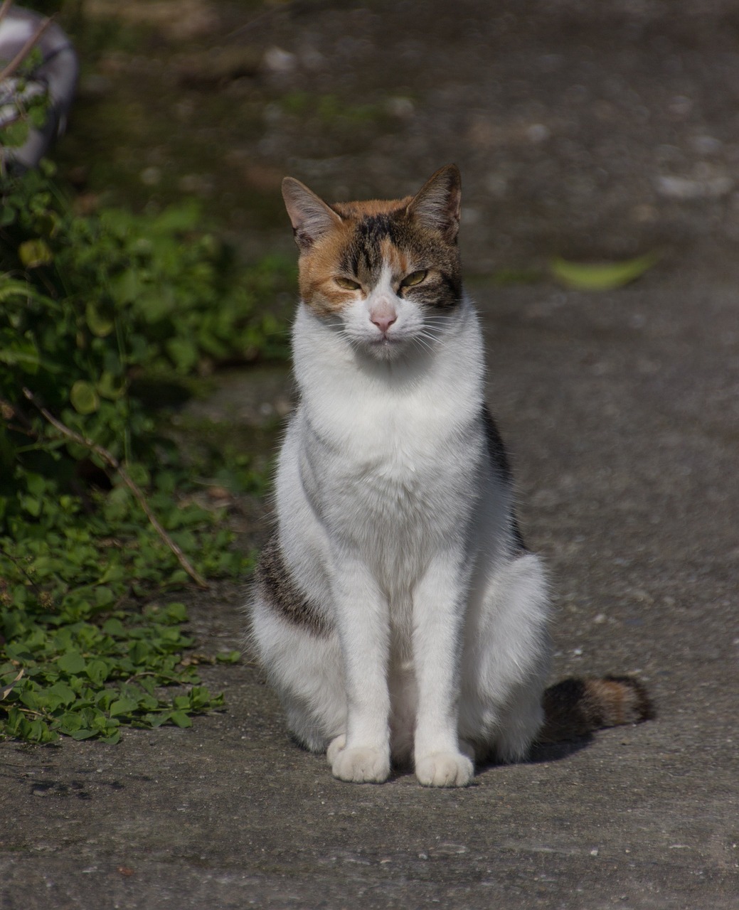 cat pet taiwan free photo