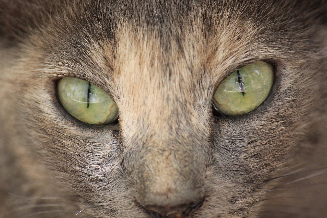 cat eyes close free photo