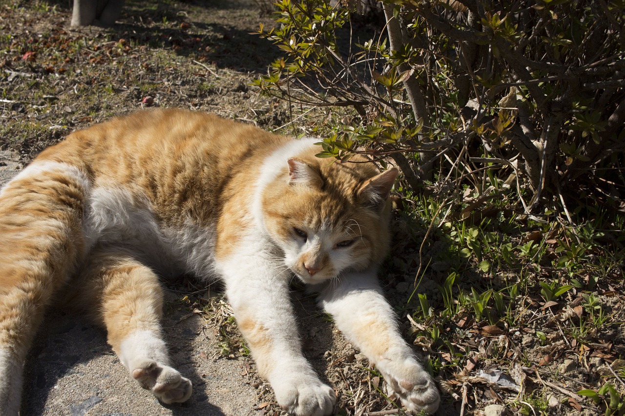 cat cats outdoor free photo