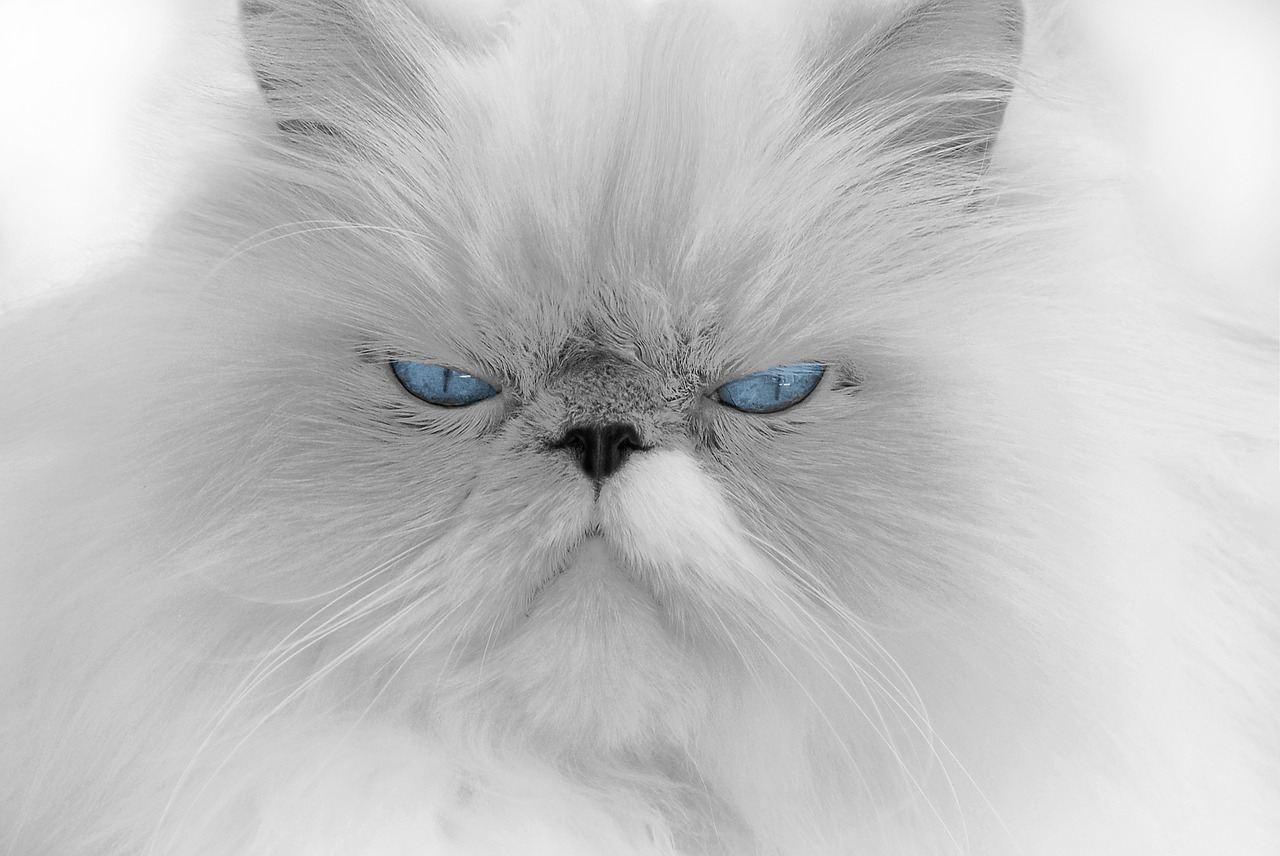 cat white fur free photo