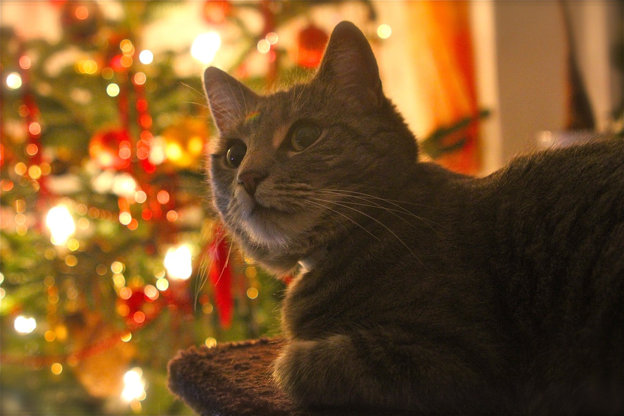 cat christmas contemplative free photo