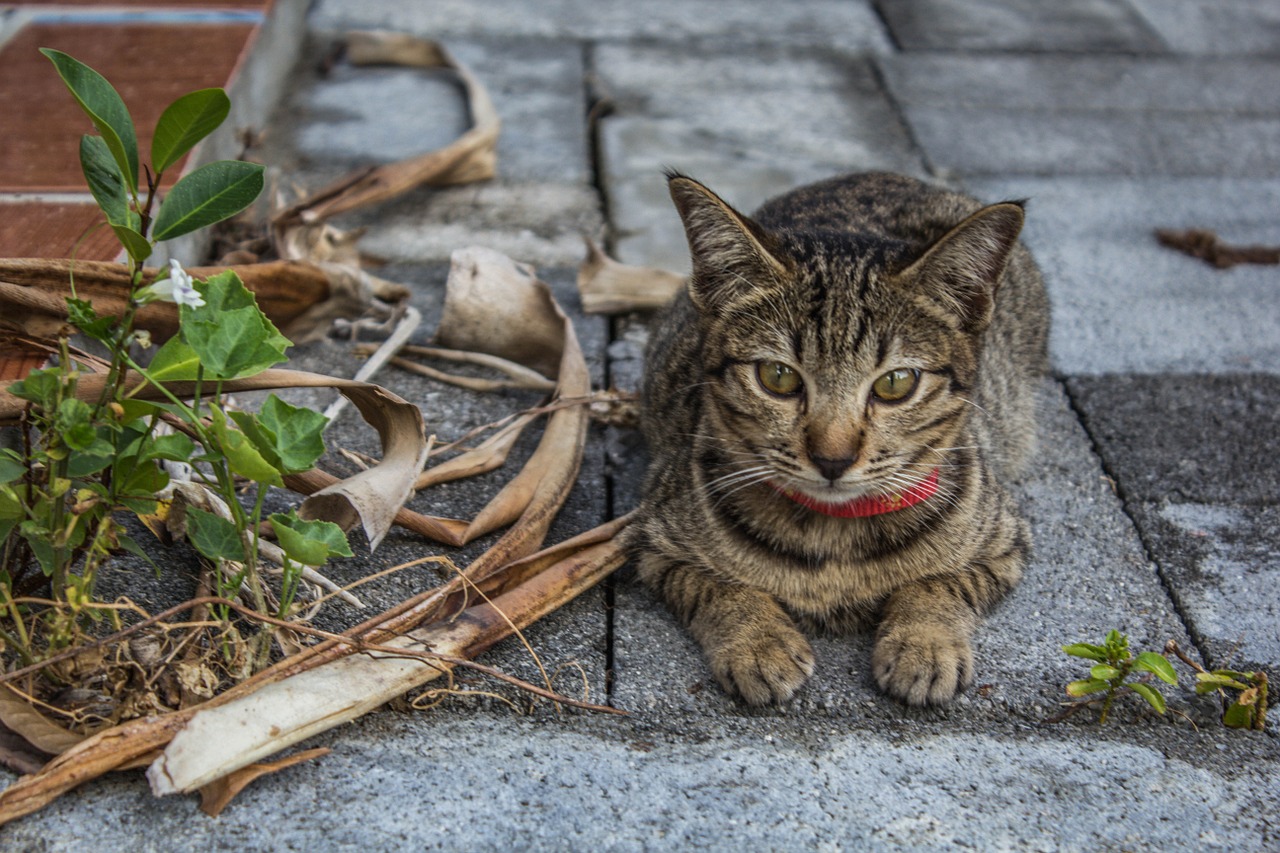 cat the cat house brown cat free photo