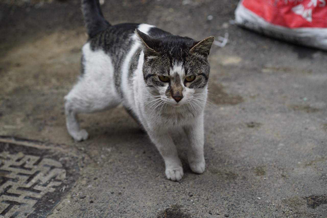 cat street cat gilnyangyi free photo