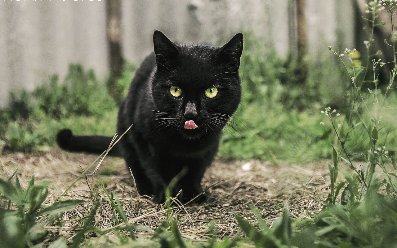 cat black animal free photo